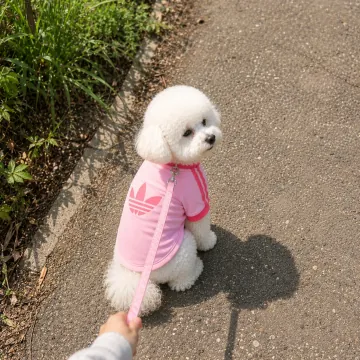 아디다스 펫 캘리 티셔츠 클리어 핑크 KY8729